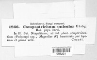 Campsotrichum unicolor image
